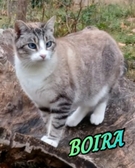 boira
