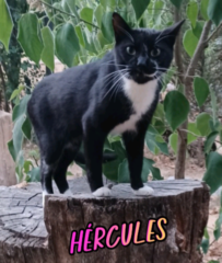 hercules