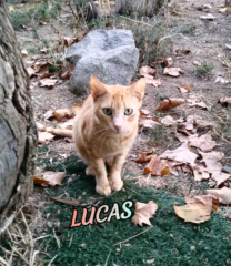 lucas
