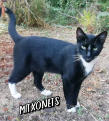 mitxonets