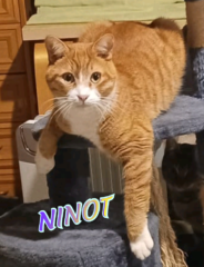ninot
