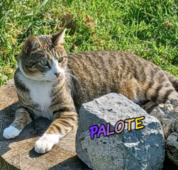 palote