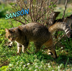 sanson