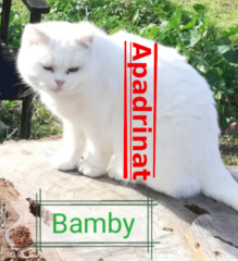 bamby