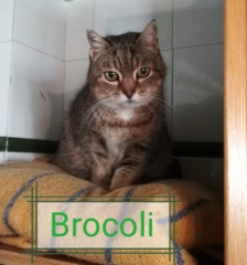 brocoli