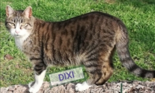 dixi