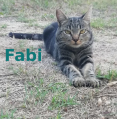 fabi