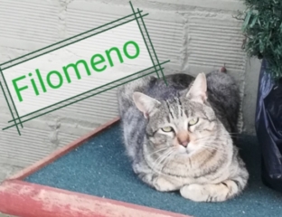 filomeno