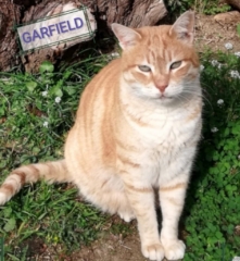 garfield