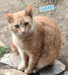 lucas