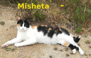 misheta