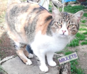 miulets