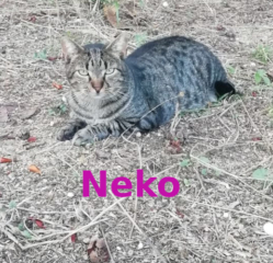 neko
