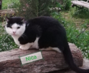nica