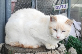 osito
