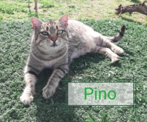 pino