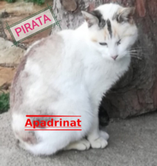 pirata