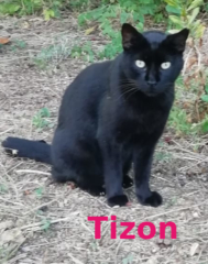 tizon
