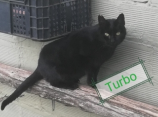 turbo