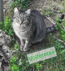 volteretas